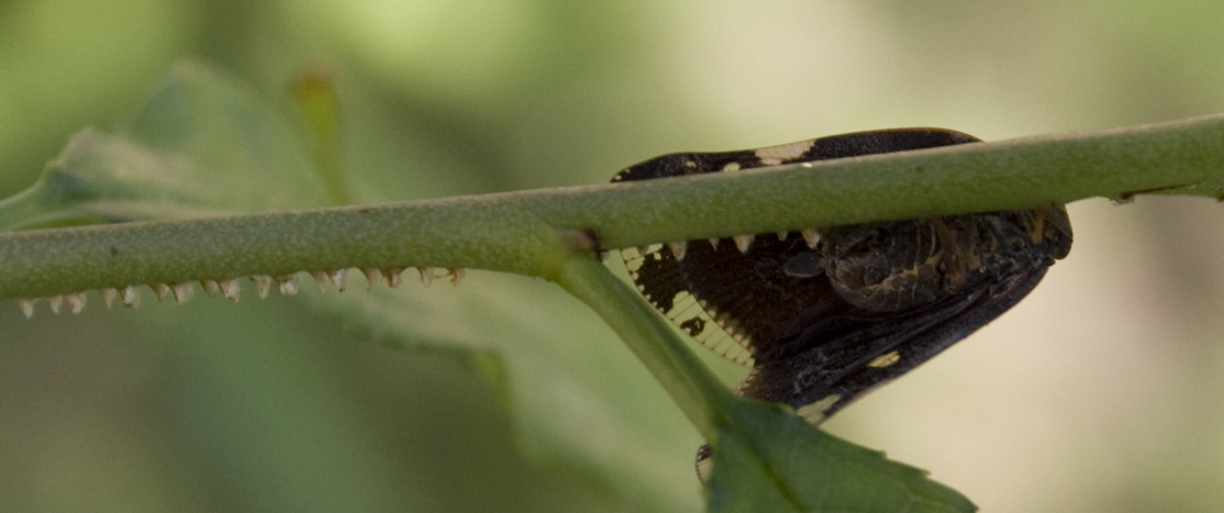 Aiuto Identificazione....Fam. Ricaniidae: Ricania speculum